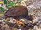 Orange-footed Scrubfowl in Queensland Australia