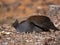 Orange footed scrubfowl sitting on nest