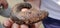 The orange footed sea cucumber or cucumaria frondosa