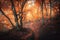 Orange forest with trail in fog in autumn. Colorful landscape