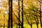 Orange forest with trail in fog in autumn. Colorful landscape with beautiful enchanted trees with yellow and red leaves in fall.