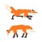 Orange Fox as Omnivorous Mammal with Pointed Snout and Long Bushy Tail Sneaking and Standing Vector Set
