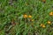 Orange Fox and Cubs Pilosella aurantiaca flowering