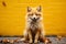 an orange fox sitting on the ground in front of a yellow wall