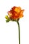 Orange Freesia