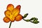 Orange freesia flower