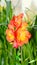 Orange freesia flower, window background, green plant close up