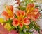 Orange freesia flowers bunch