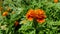 Orange French marigold.