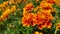 Orange French marigold.