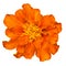 Orange french marigold