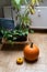 Orange fresh harvested pumpkins on floor near home flower, heater and window