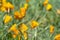 Orange fresh poppy flowers