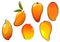 Orange fresh tropical mango fruits