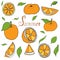 Orange freshness vector illustration  hand draw