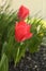 Orange Fringe tulips with macro inside above