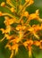 Orange fringed orchid