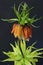 Orange Fritillaria flower on black background