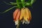 Orange Fritillaria flower on black background