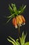 Orange Fritillaria flower on black background