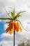 Orange Fritillaria imperialis flower