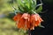 Orange fritillaria imperialis flower detail, in garden