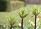 Orange fritillary buds with spiky foliage on plants in spring