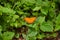 An orange fritillary butterfly on a green bush