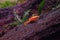 An orange frog on a log