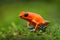 Orange frog. Red Strawberry poison dart frog, Dendrobates pumilio, in the nature habitat, Costa Rica. Close-up portrait of poison