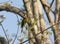 Orange-fronted Parakeet