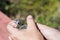 Orange-fronted Parakeet Baby Rests in Hands