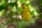 Orange-fronted Parakeet - Eupsittula canicularis or orange-fronted conure, also known as the half-moon conure, medium-sized parrot