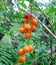 Orange fruit appears in the yard of the house after the rain