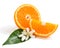 Orange fruit and blossom