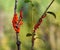 Orange fruit bodies of a slime muld Trichia decipiens on a branch with leaves