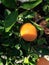 Orange fruit in bonsai plant.