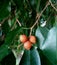 Orange fruit bush, Golden Dew Drop, Duranta erecta