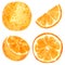 Orange fruit  clipart set. Hand drawn watercolor illustration