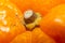 Orange fruit close-up, macro shot. Healthy raw food with vitamin-c