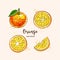 Orange fruit drawing, orange slices. Watercolor oranges on a white background. Vector illustration