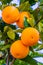 Orange Fruit Growing in a Tree