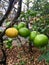 Orange fruit harvest in rain close shot