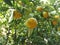 Orange fruit natural vegetables green leaf plant outdoor colourful garden