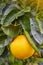 Orange fruit on an orange tree. Organic healthy food