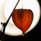 The orange fruit of the physalis is illuminated by the back light. Orange flashlight. Close up.