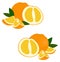 Orange fruit. Set of fresh whole and cut orange fruit and slices on white background. Citrus fruit. Vector illustration