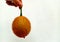 An orange fruit with a treatable name, white background