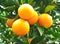 Orange fruit on a tree