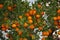 Orange fruit on a tree